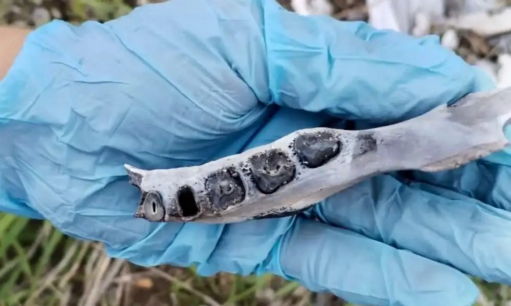 Localizan restos óseos quemados en Ahualulco de Mercado