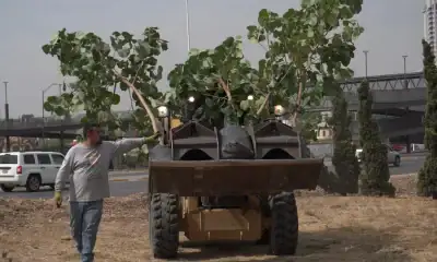 Zapopan trabaja en plantar árboles en zonas afectadas