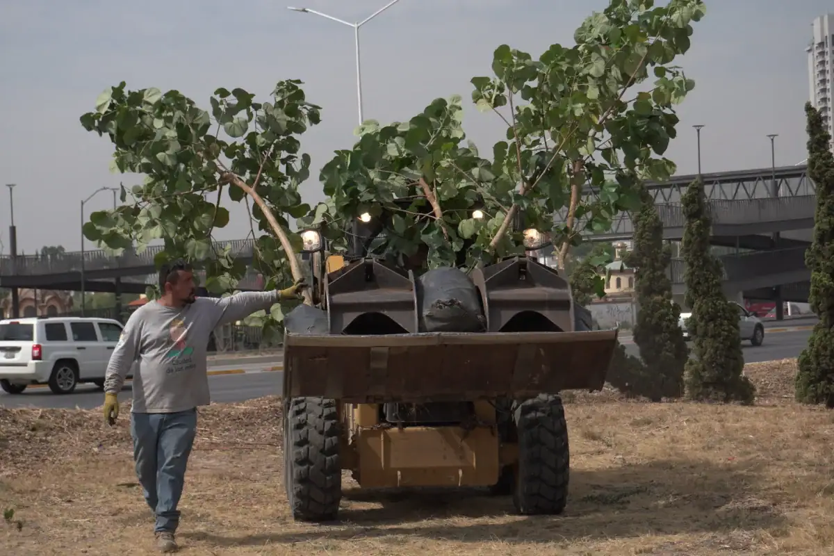 Zapopan trabaja en plantar árboles en zonas afectadas