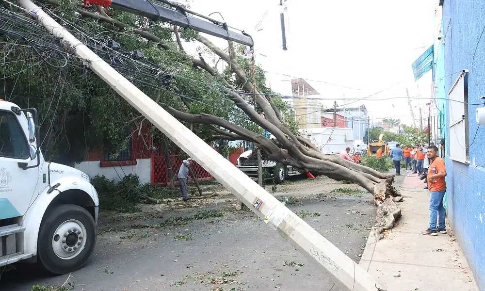 árbol en riesgo así se puede reportar