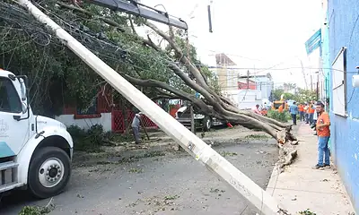 árbol en riesgo así se puede reportar