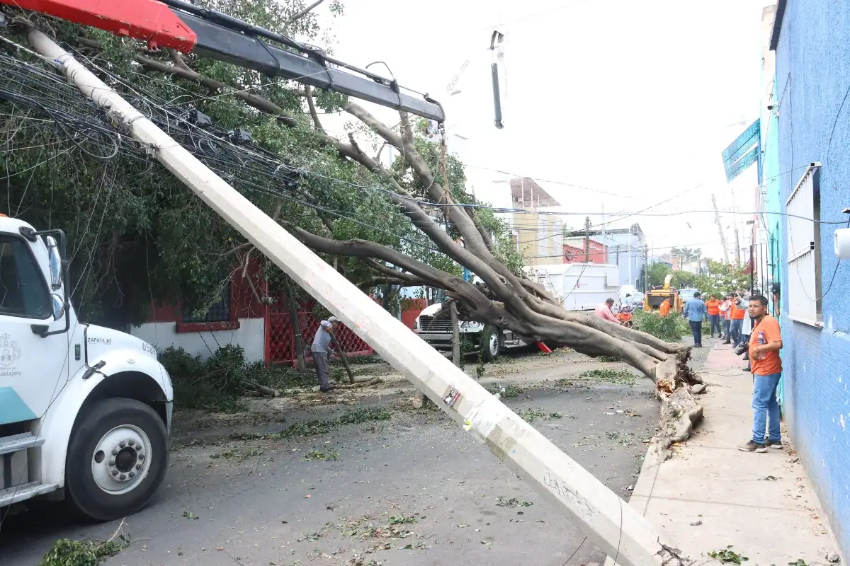 árbol en riesgo así se puede reportar