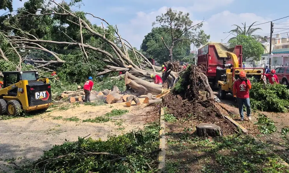 Caen árboles en Zapopan por lluvia