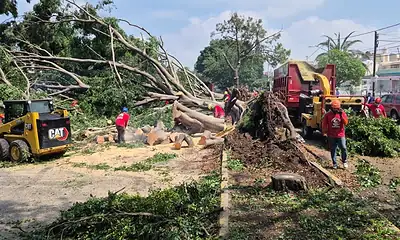 Caen árboles en Zapopan por lluvia