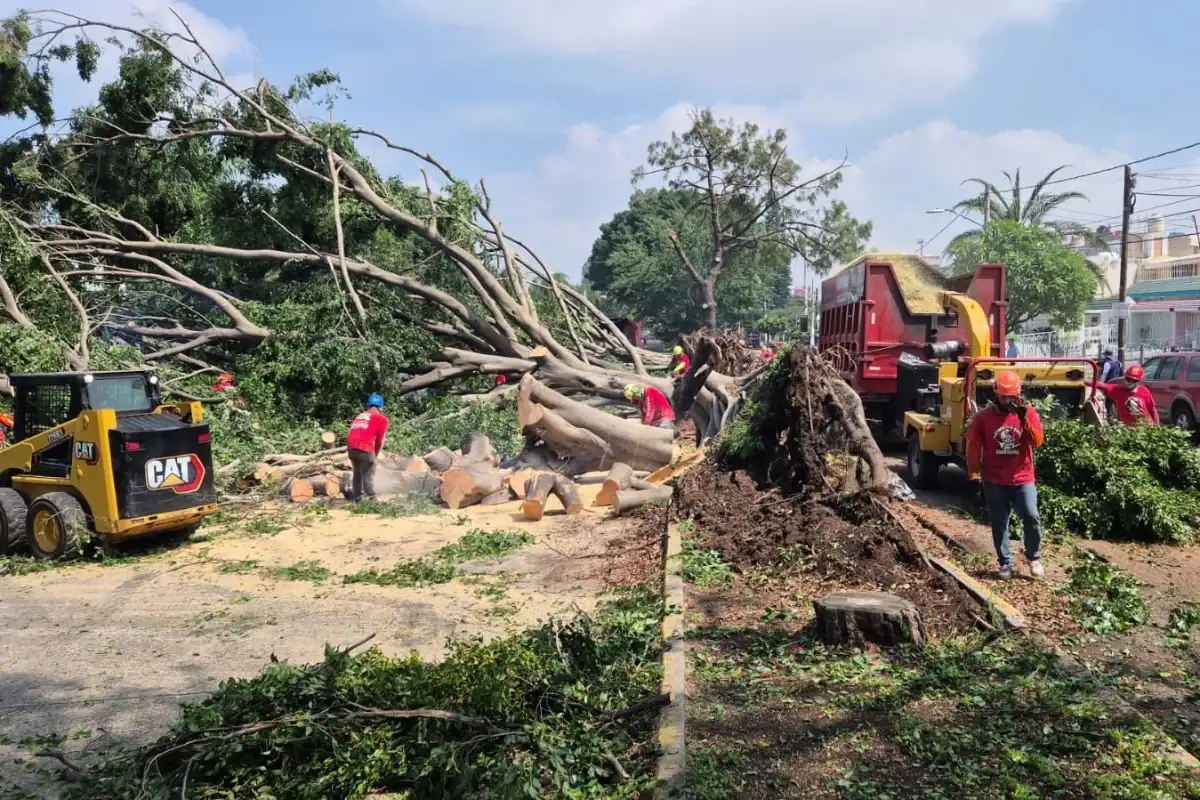 Caen árboles en Zapopan por lluvia