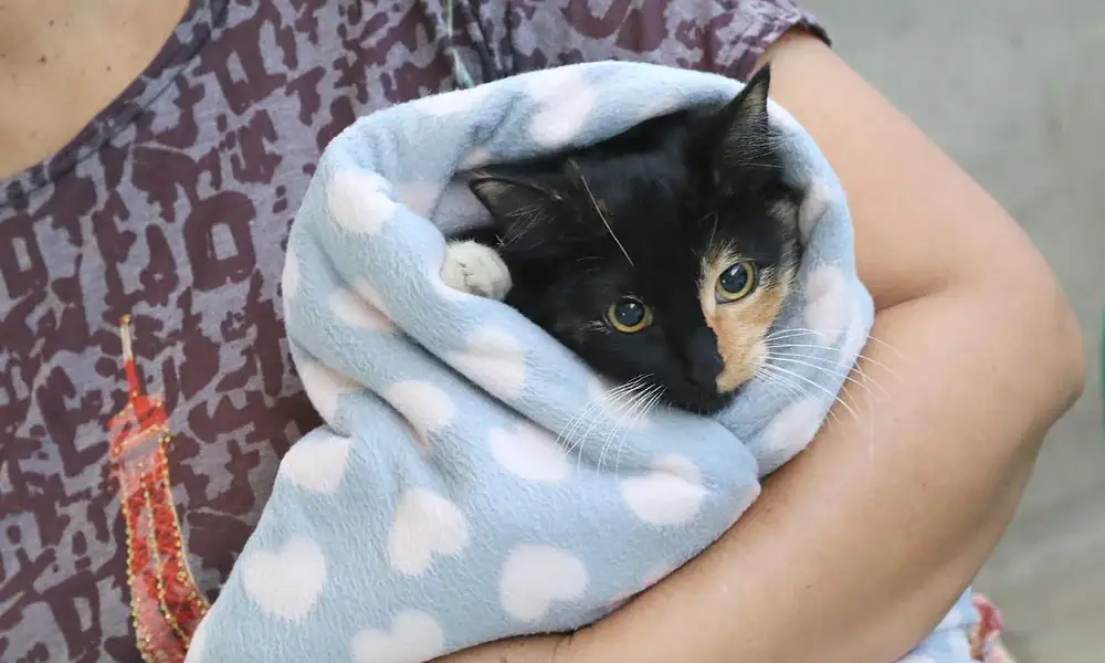 La campaña antirrábica gratuita que ofrece el Gobierno de Tlajomulco arrancó ya