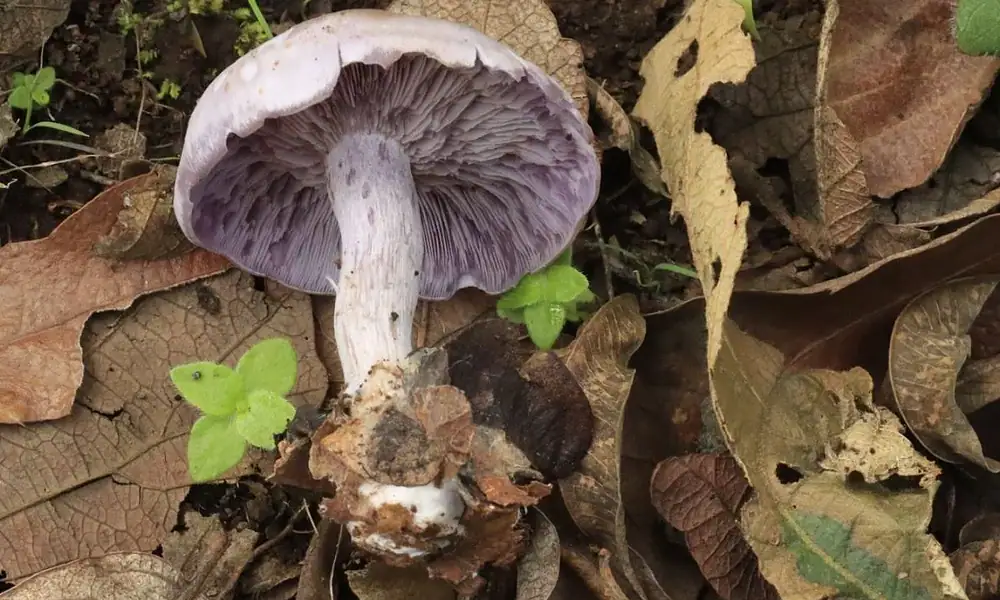 Tlajomulco realiza festival de hongos silvestres