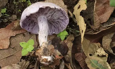 Tlajomulco realiza festival de hongos silvestres