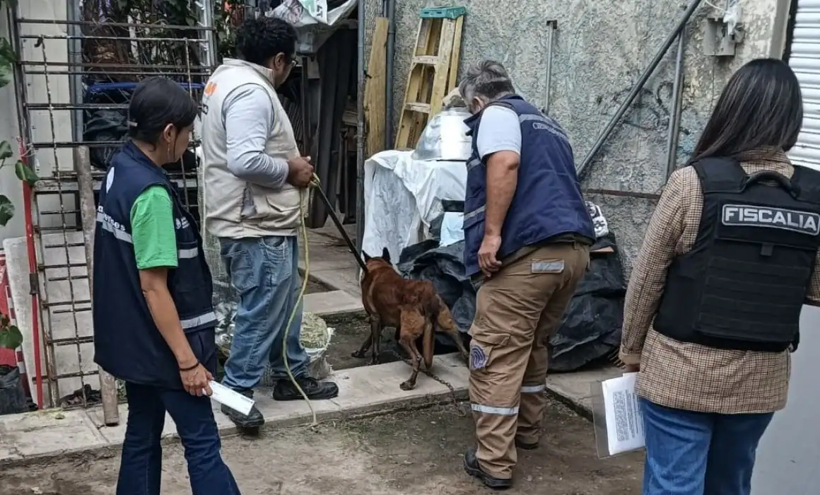 Rescatan a animales maltratados en Tlajomulco