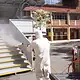 Protector contra hongos desinfectando escaleras con vapor, control de plagas en áreas públicas.