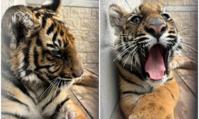 Tlajomulco recibe tigre para su resguardo temporal
