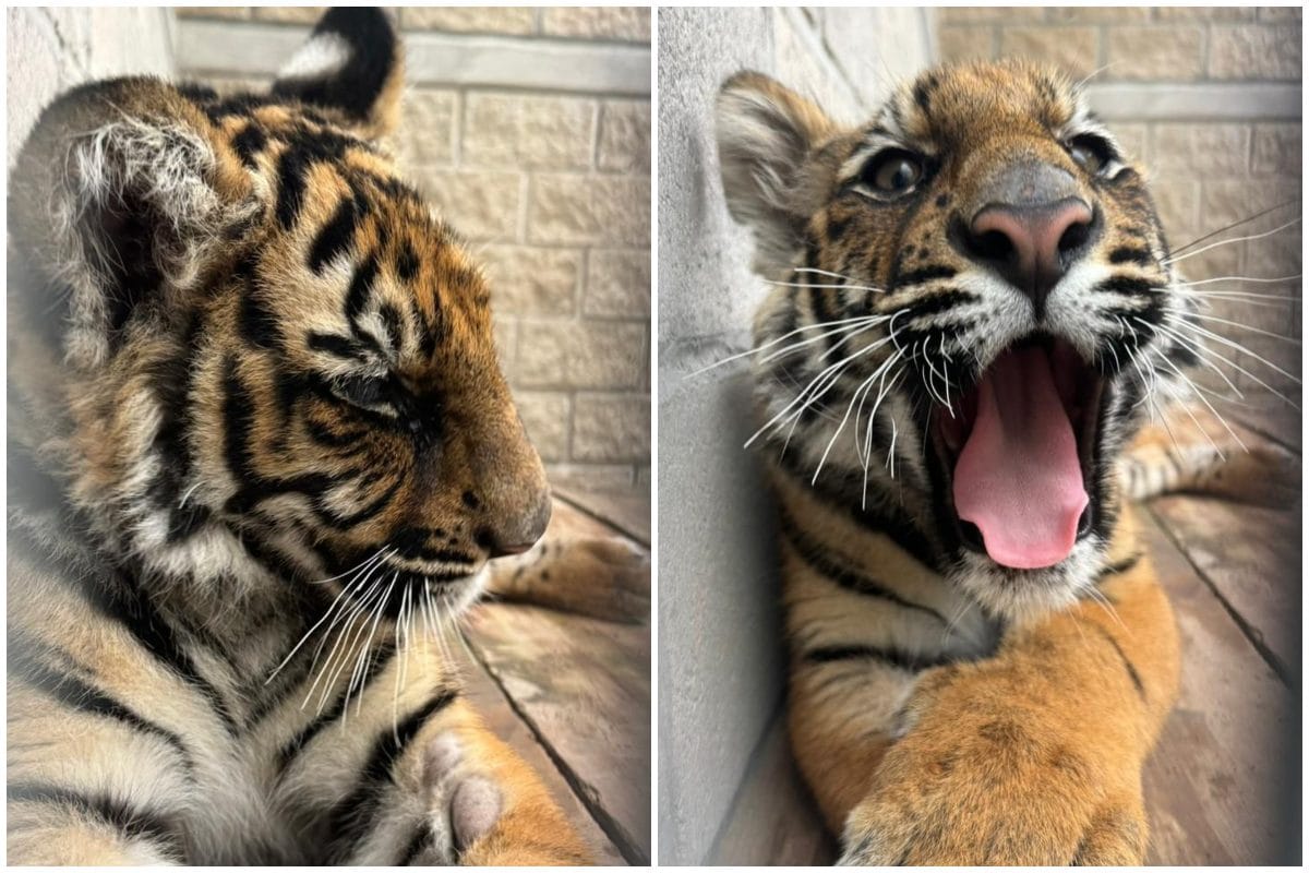Tlajomulco recibe tigre para su resguardo temporal
