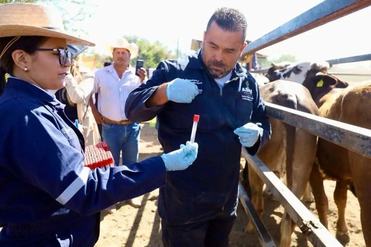 Gusano Barrenador del Ganado en Jalisco