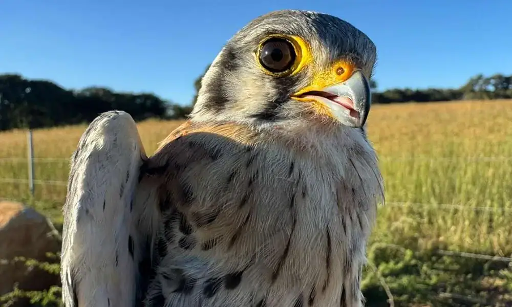 Liberan a cernícalo americano en Tlajomulco
