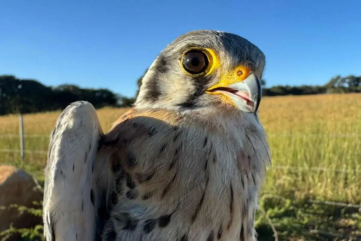 Liberan a cernícalo americano en Tlajomulco