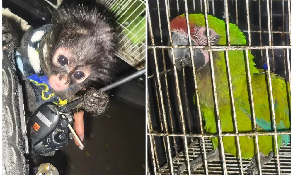 Guardabosques aseguran especies en peligro de extinción en Guadalajara