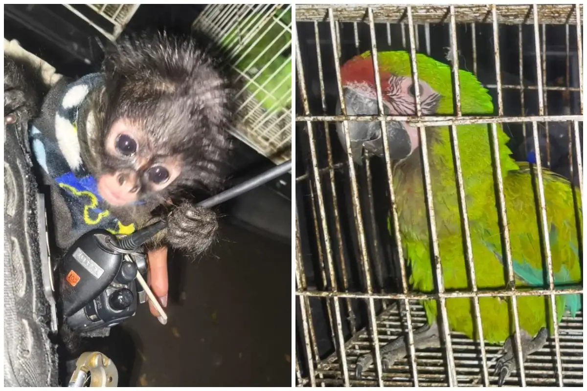 Guardabosques aseguran especies en peligro de extinción en Guadalajara