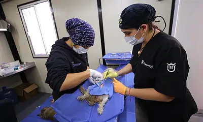 Zapopan cuenta con un nuevo quirófano móvil para animales de compañía