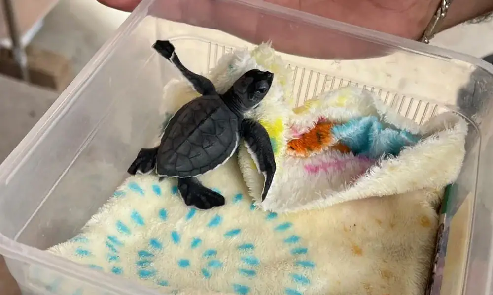 Rescatan cría de tortuga marina en Tlajomulco; habría llegado oculta en una maleta