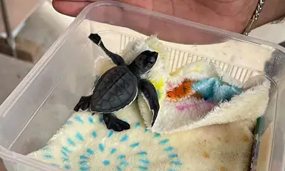Rescatan cría de tortuga marina en Tlajomulco; habría llegado oculta en una maleta