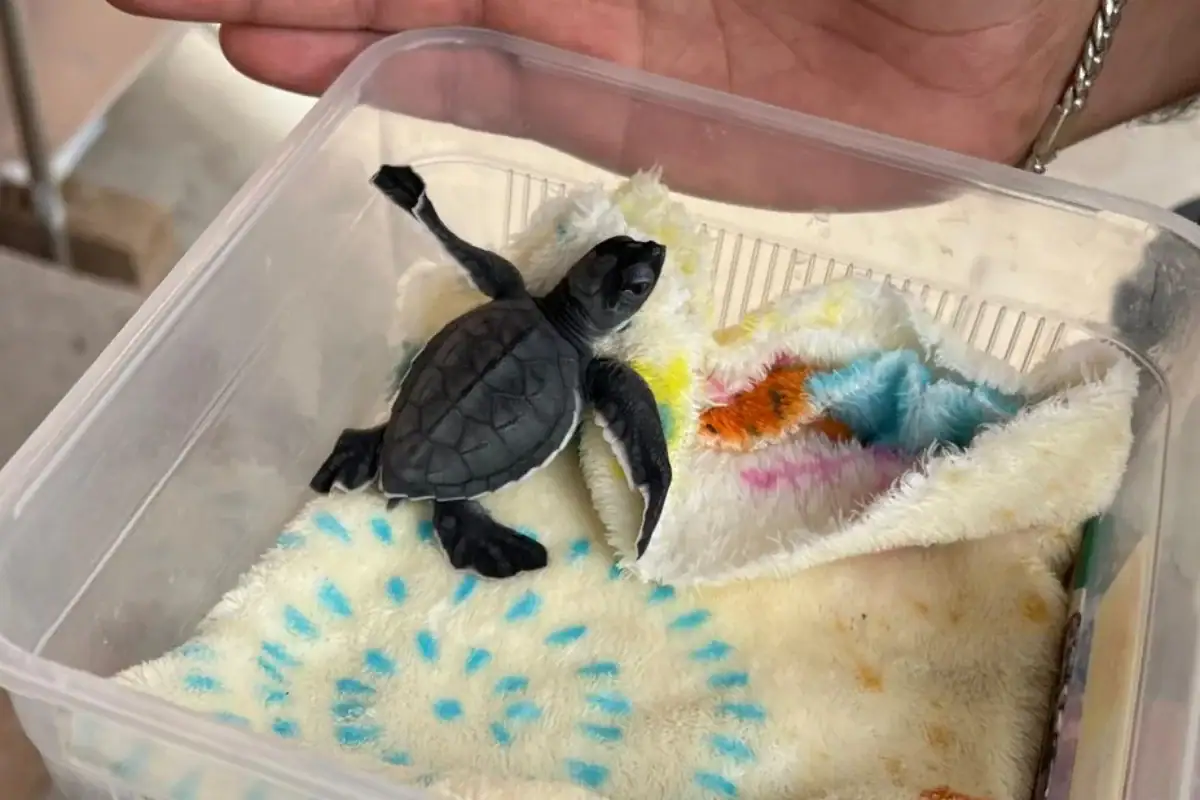 Rescatan cría de tortuga marina en Tlajomulco; habría llegado oculta en una maleta
