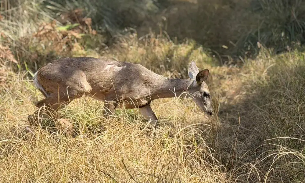 Liberan venado cola blanca rescatado en zona urbana de Zapopan