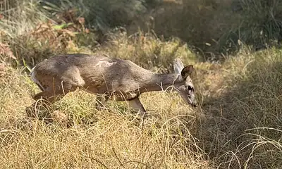 Liberan venado cola blanca rescatado en zona urbana de Zapopan