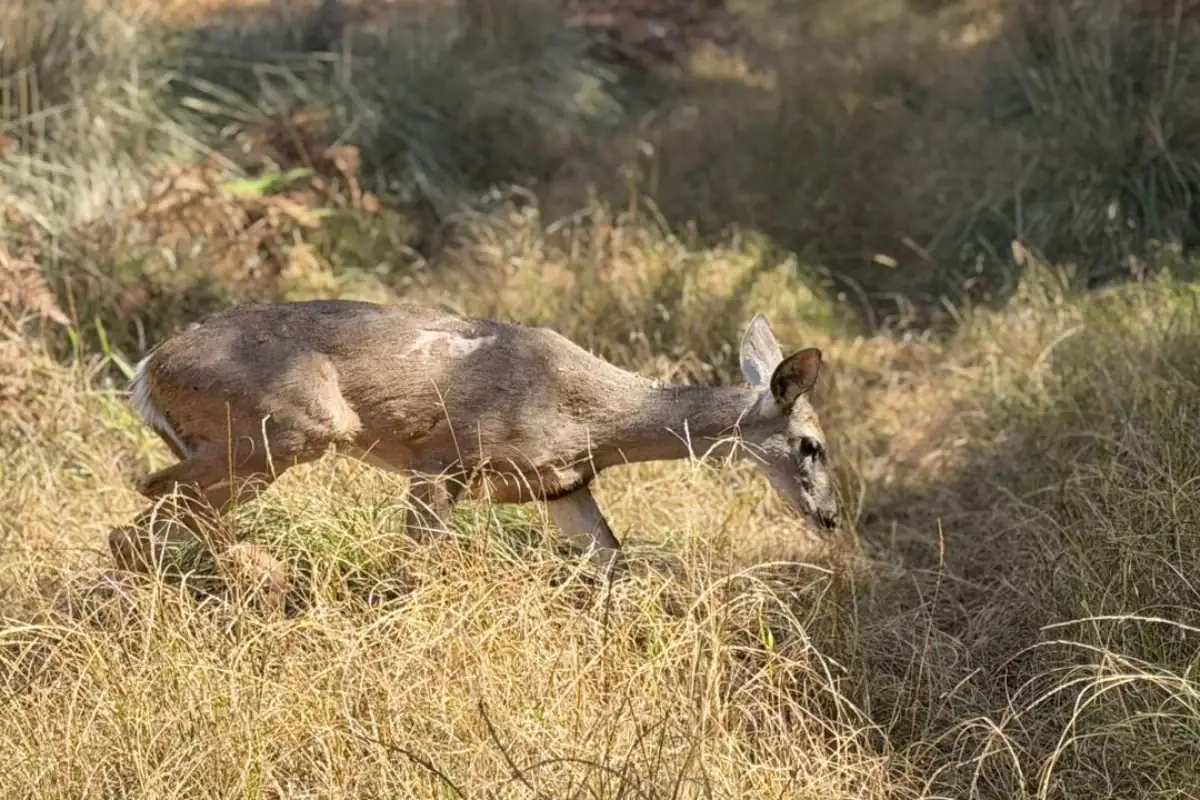 Liberan venado cola blanca rescatado en zona urbana de Zapopan