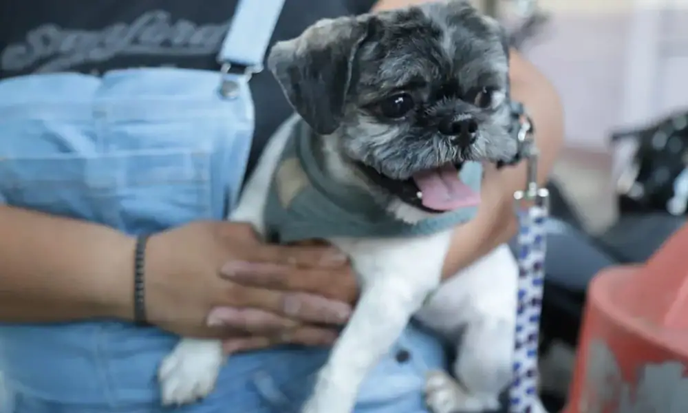 Guadalajara abre citas para 80 esterilizaciones gratuitas