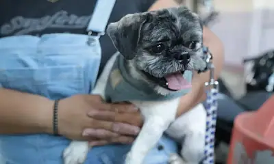 Guadalajara abre citas para 80 esterilizaciones gratuitas