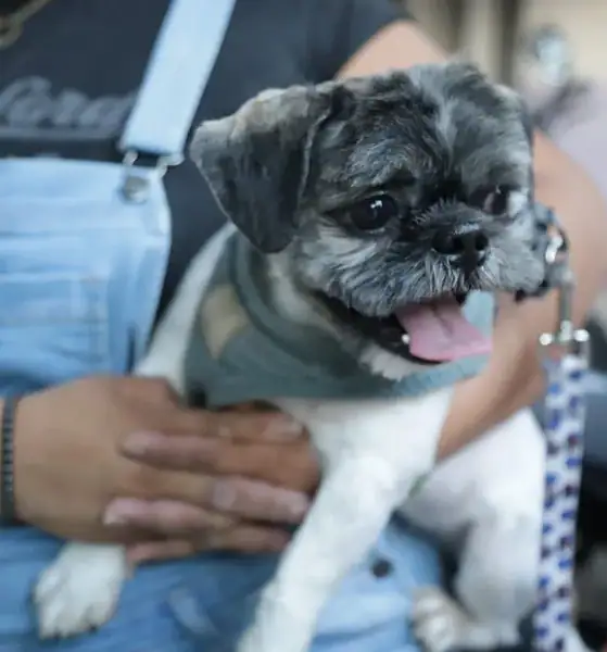 Guadalajara abre citas para 80 esterilizaciones gratuitas