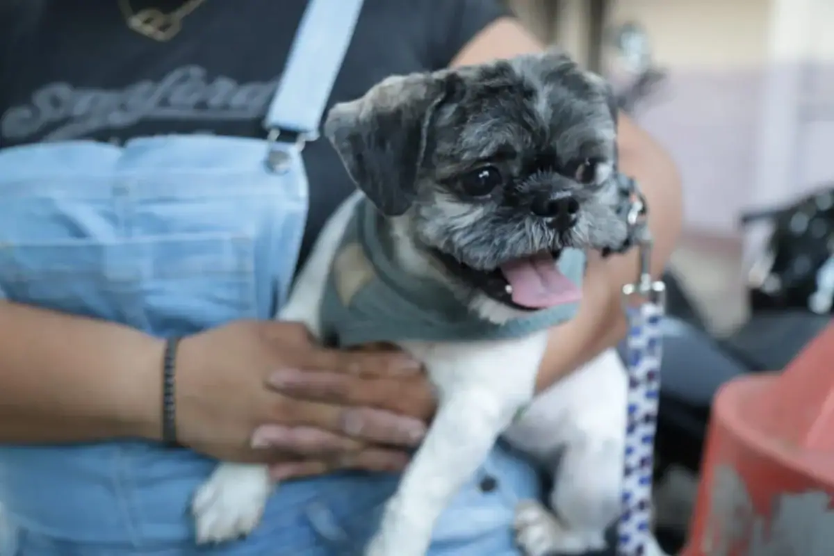 Guadalajara abre citas para 80 esterilizaciones gratuitas