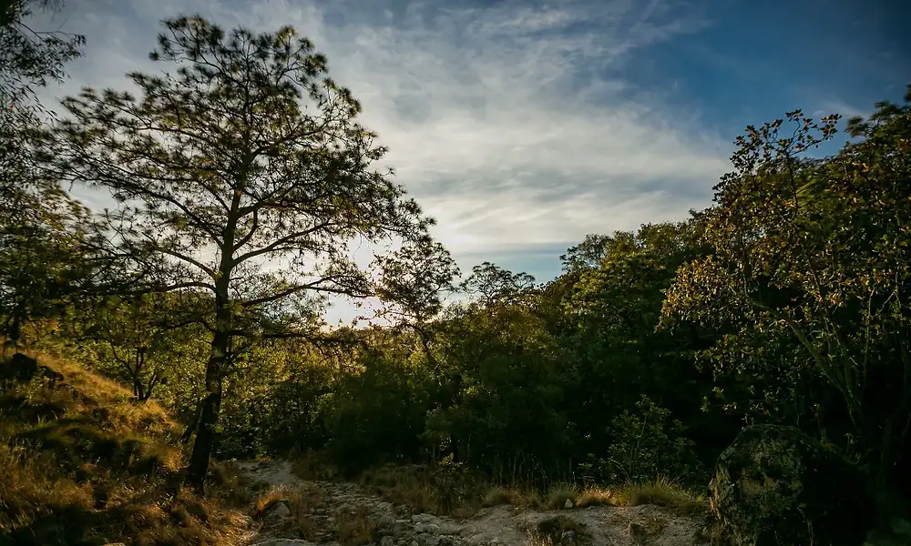 Tan solo durante Semana Santa se esperan 40 mil turistas en el Bosque de La Primavera
