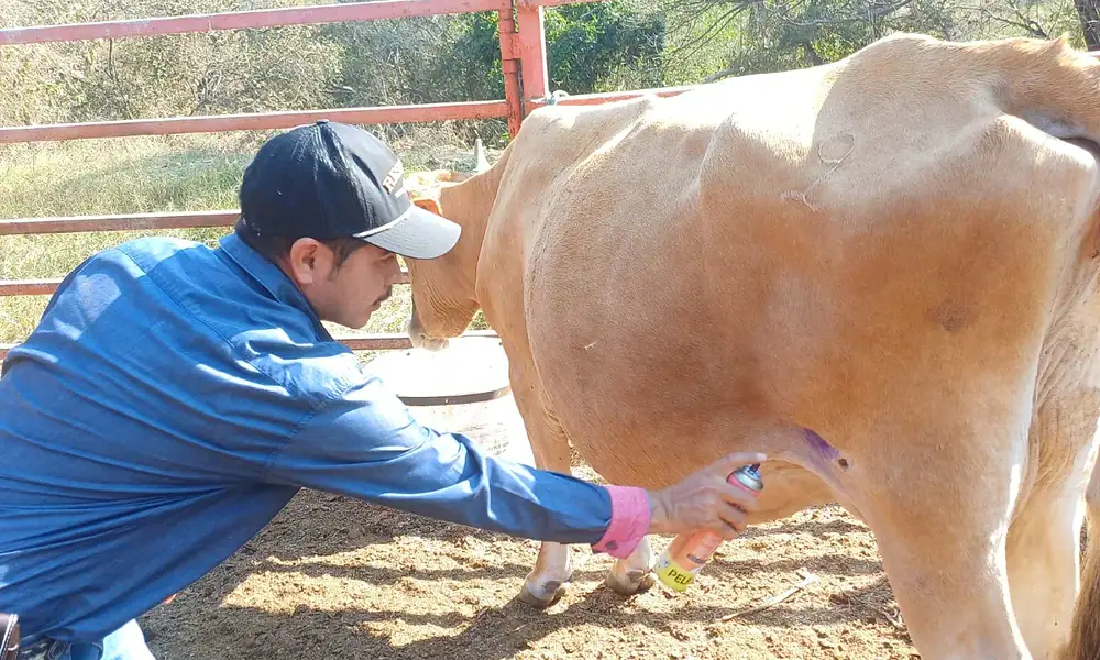 En aumento: Jalisco registra 16 casos de gusano barrenador