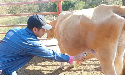 En aumento: Jalisco registra 16 casos de gusano barrenador