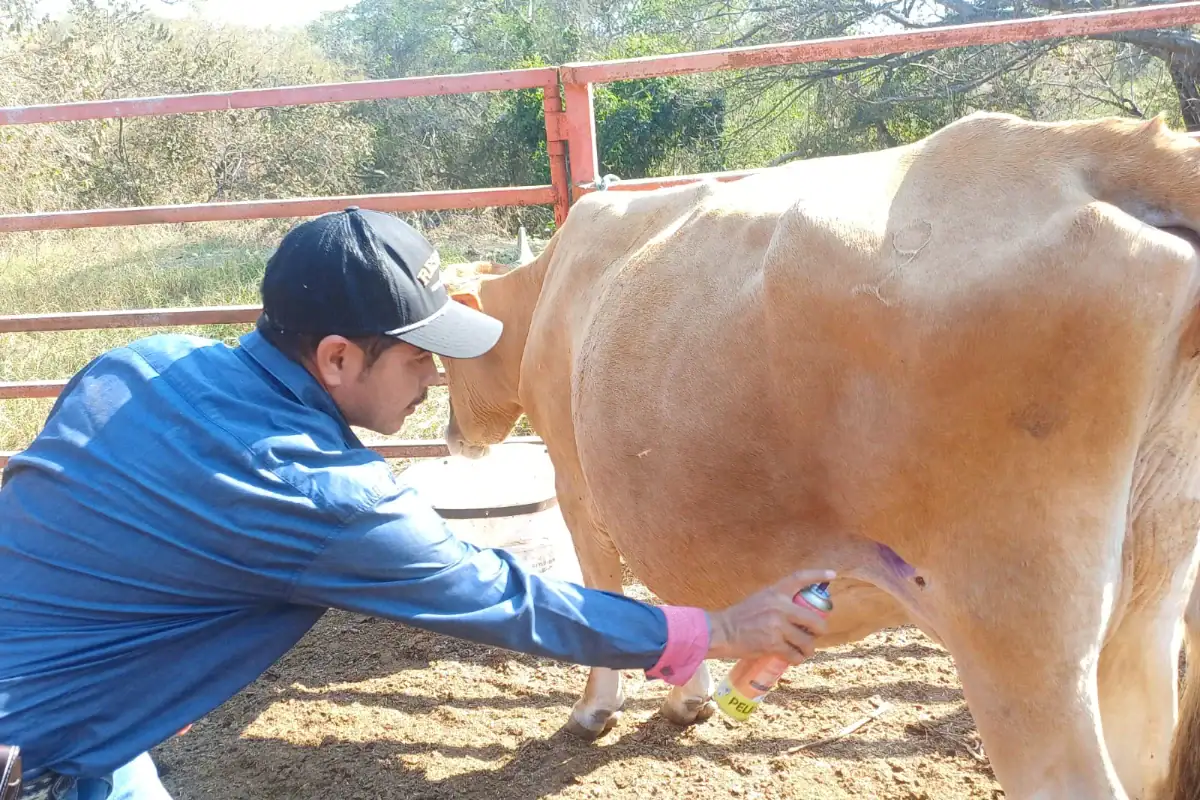 En aumento: Jalisco registra 16 casos de gusano barrenador
