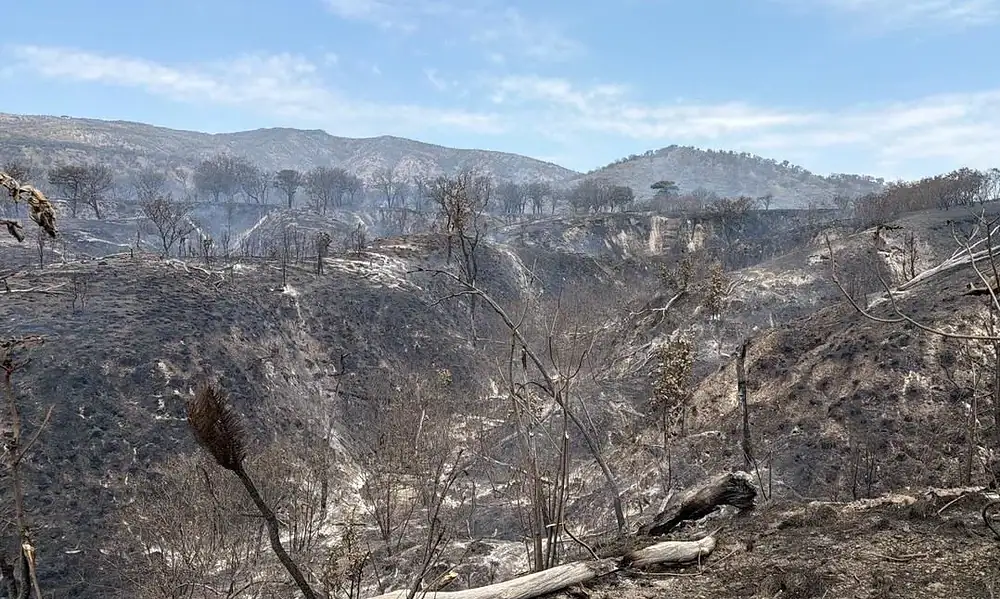 Tlajomulco supervisa fauna tras incendio en Bosque La Primavera