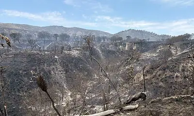 Tlajomulco supervisa fauna tras incendio en Bosque La Primavera