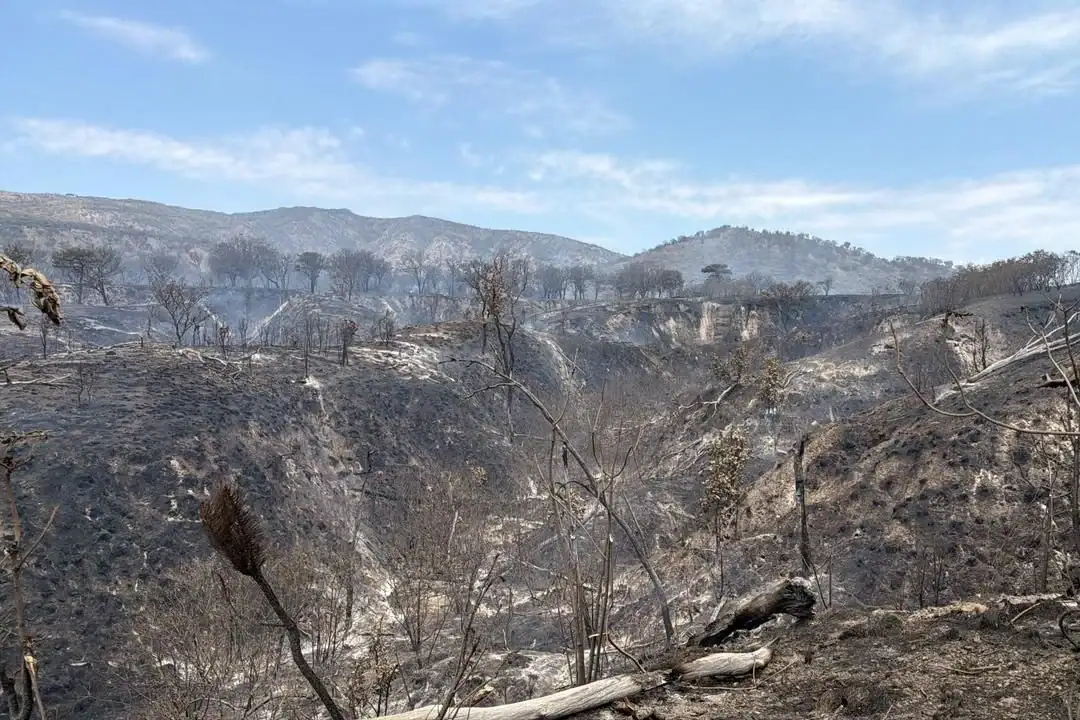 Tlajomulco supervisa fauna tras incendio en Bosque La Primavera