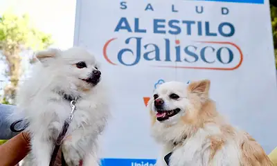 Jalisco inicia campaña 2026 de vacunación antirrábica y esterilización canina y felina