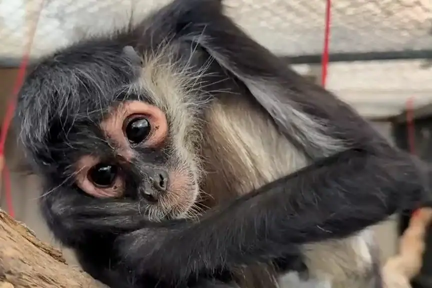 Atienden en Tlajomulco a mono araña electrocutado en Guadalajara