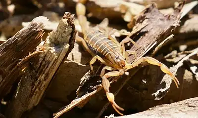 En lo que va de 2026, se han registrado seis mil 900 casos de picaduras de alacrán