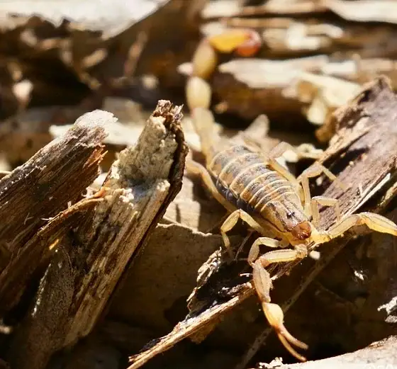 En lo que va de 2026, se han registrado seis mil 900 casos de picaduras de alacrán