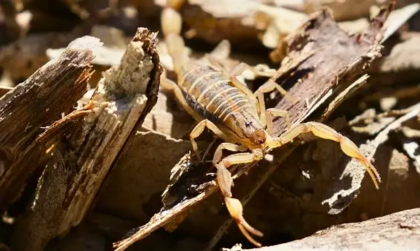 En lo que va de 2026, se han registrado seis mil 900 casos de picaduras de alacrán