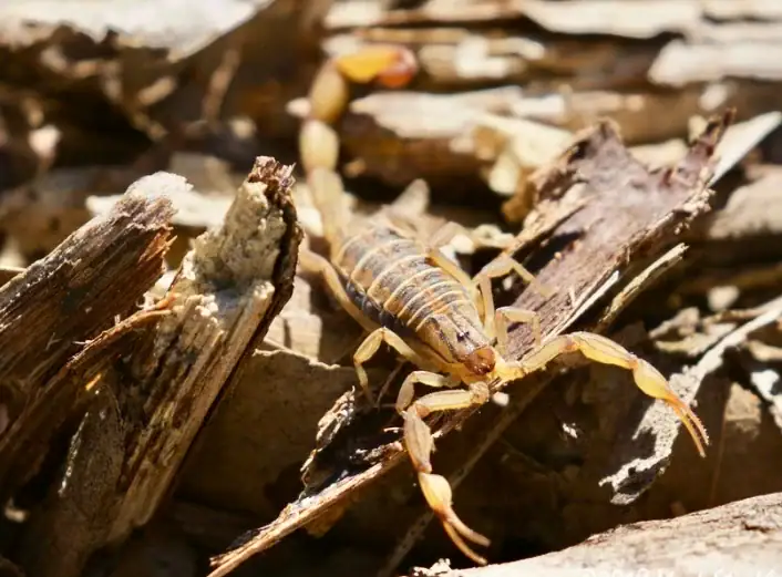 En lo que va de 2026, se han registrado seis mil 900 casos de picaduras de alacrán