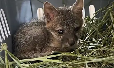 Aseguran 345 animales silvestres en operativo en “El Baratillo”