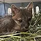 Aseguran 345 animales silvestres en operativo en “El Baratillo”