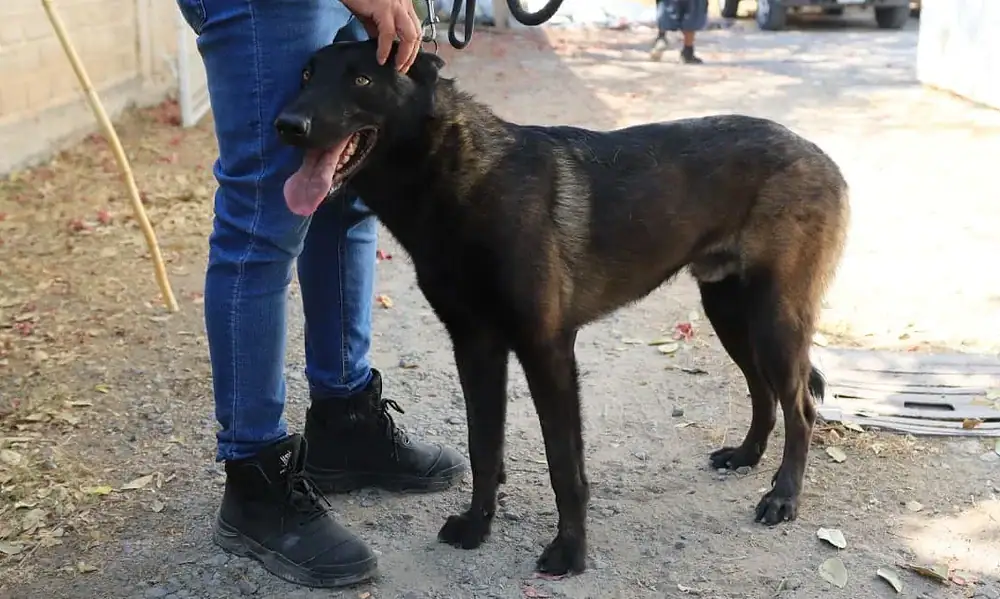 Rescatan a Capitán en Tlaquepaque; presunto agresor fue detenido