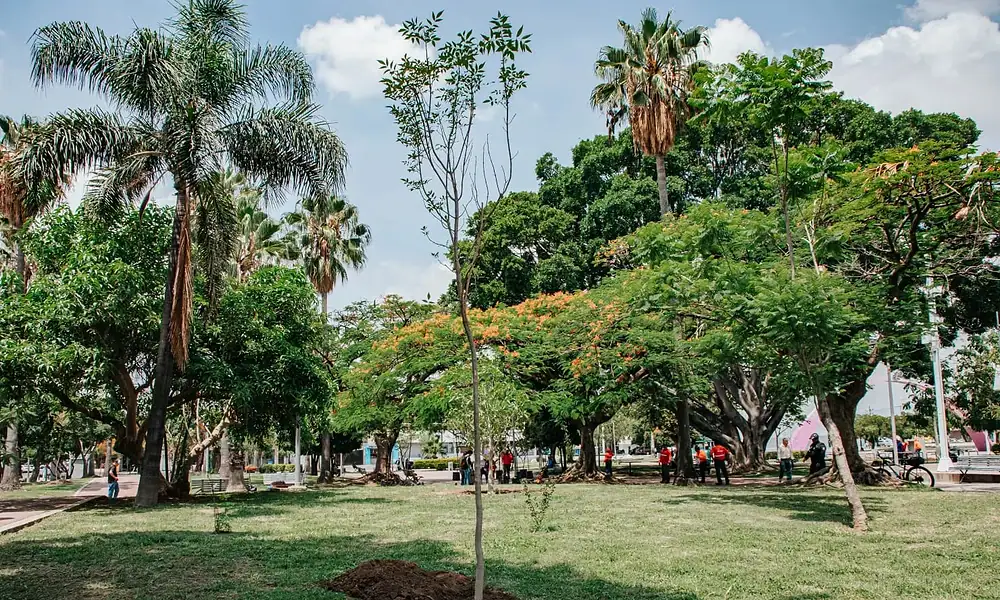 Proyectan sembrar 20 mil árboles en Guadalajara
