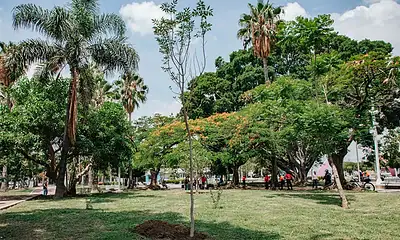 Proyectan sembrar 20 mil árboles en Guadalajara